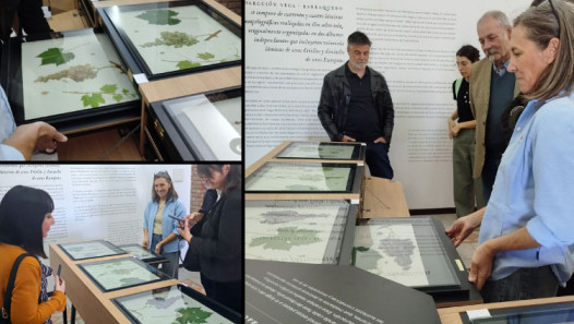 imagen El arte como puente entre ciencia y patrimonio: puesta en valor de la Colección Vega-Barraquero