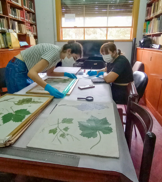 imagen El arte como puente entre ciencia y patrimonio: puesta en valor de la Colección Vega-Barraquero